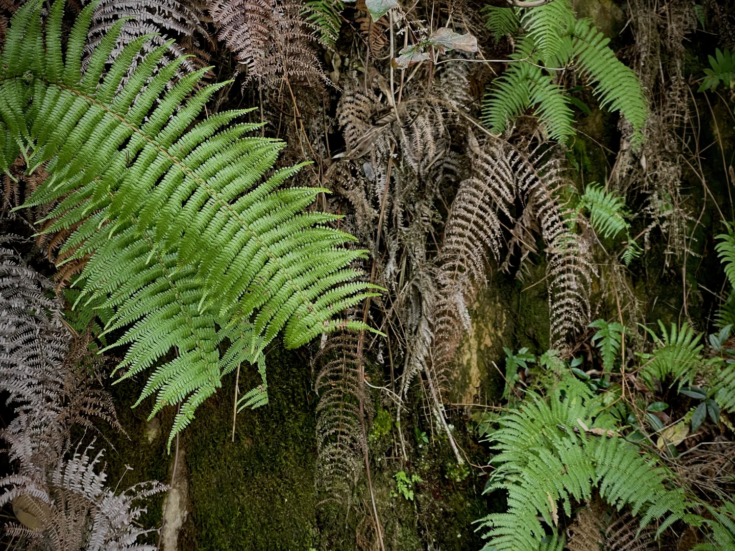 张家界｜大自然的鬼斧神工