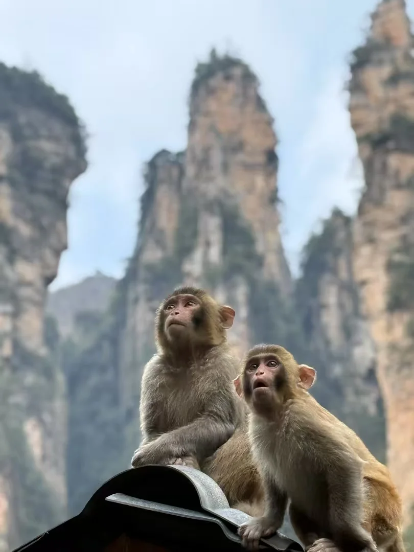 张家界的猴子们实太可爱了