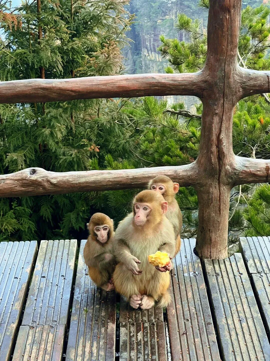 张家界带娃已回，真心提醒下暑假去的宝妈们