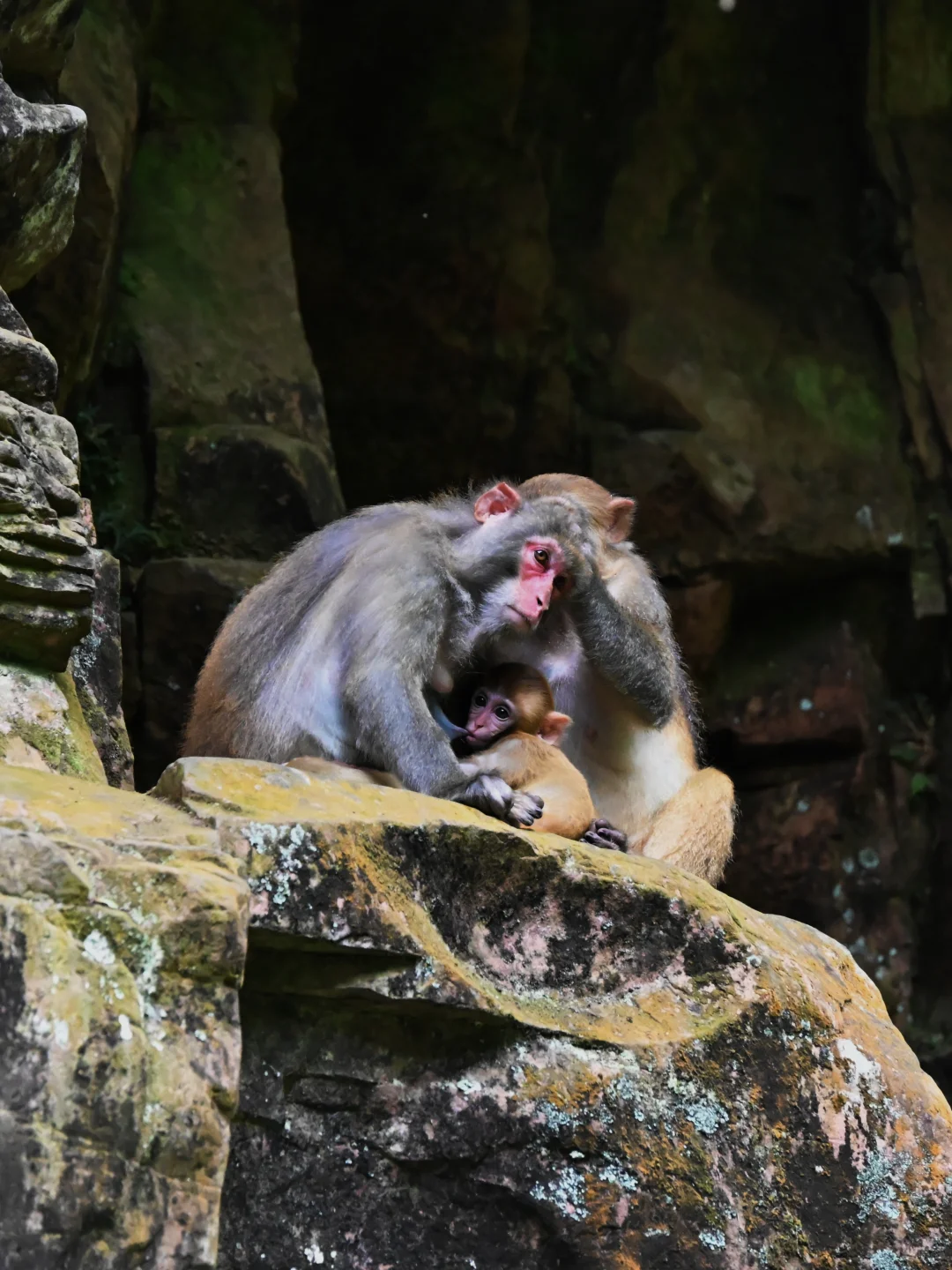 武陵猴趣 | 去张家界做快乐自由的吗喽