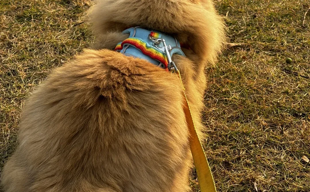 长沙金渐层长毛找女朋友