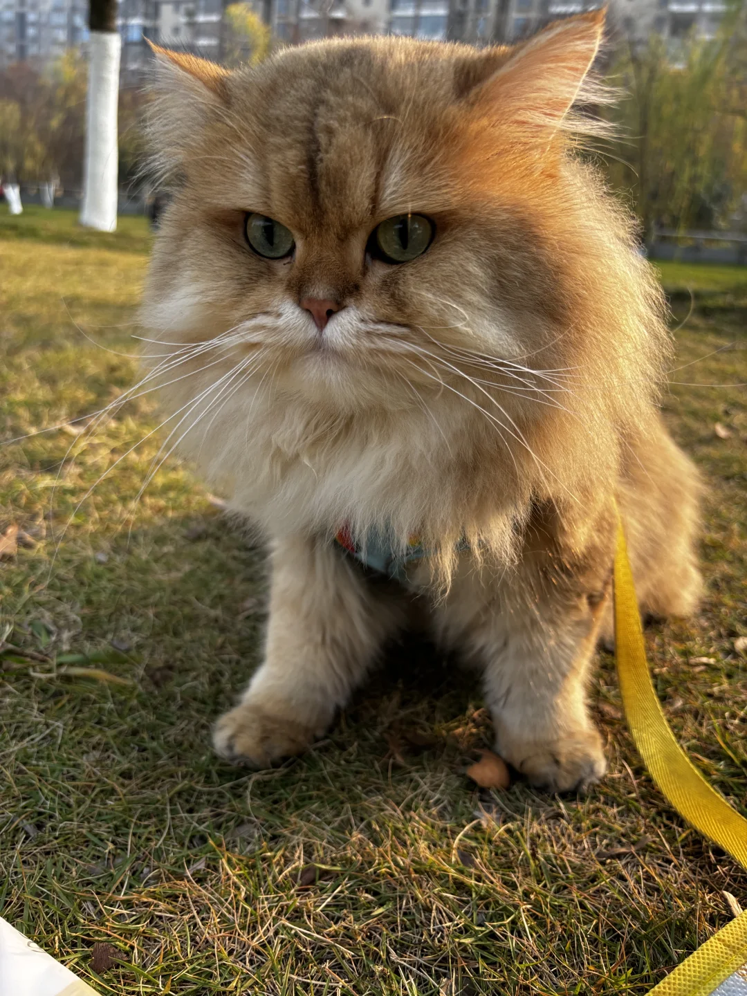 长沙金渐层长毛找女朋友