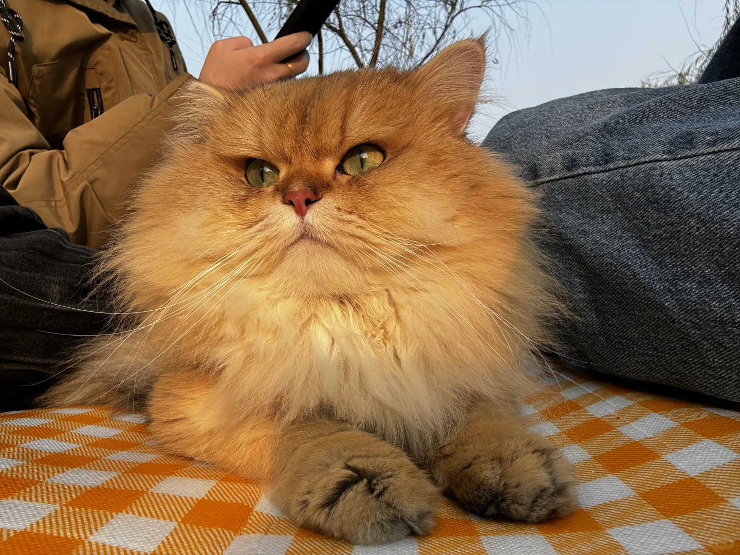 长沙金渐层长毛找女朋友