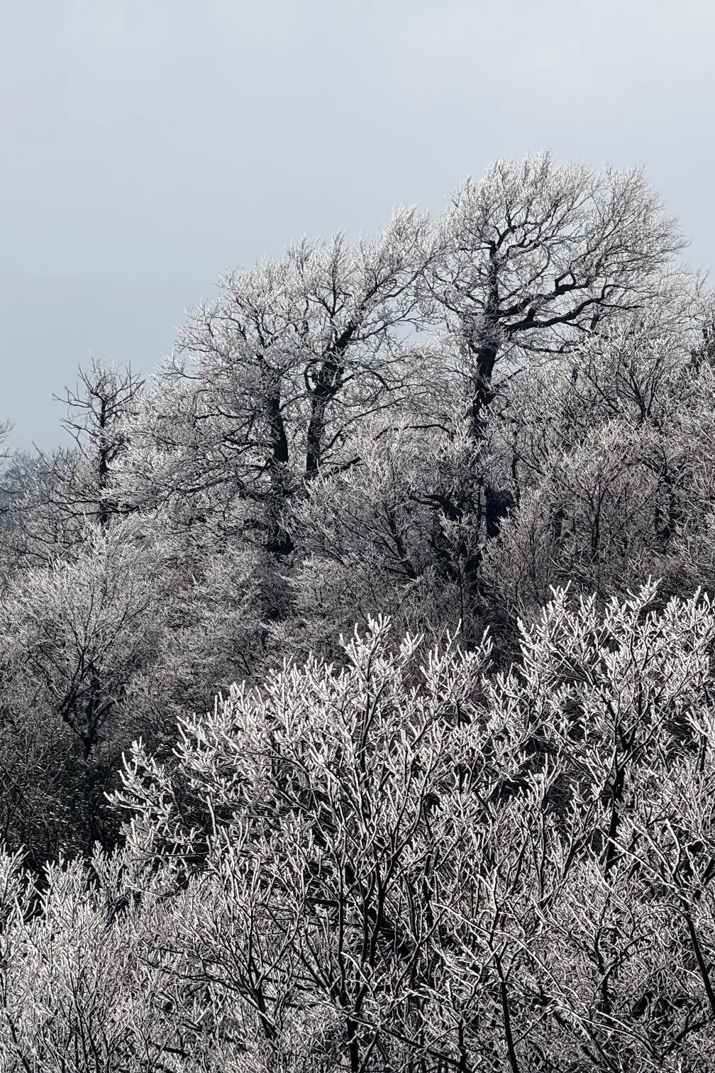 快看！天门山雾凇杀疯了