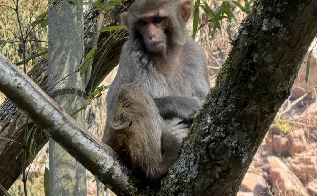 张家界的猴子抢东西一流