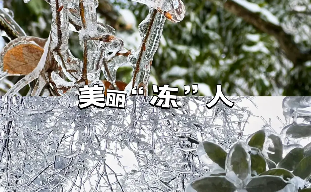 📍张家界受冻已回，但也被雾凇美哭啦😭