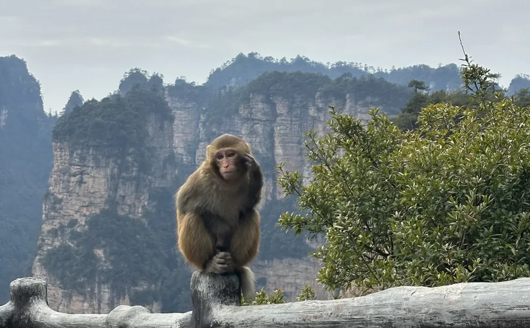 张家界的猕猴🐒