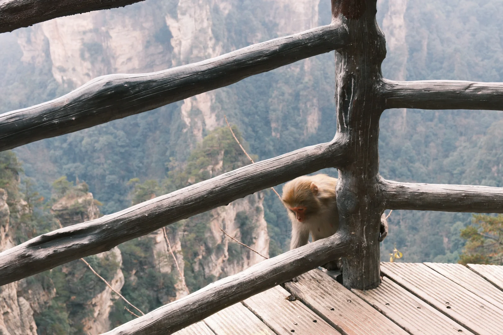 张家界森林公园冬天浓缩一日游最强攻略❗️
