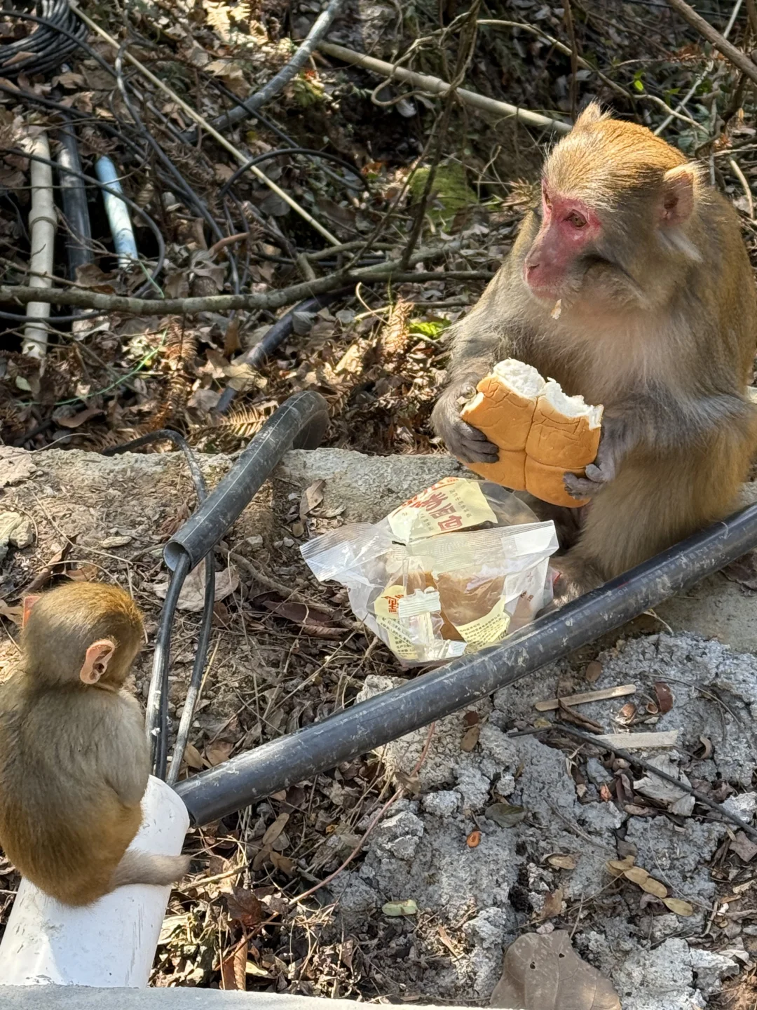 张家界的猴子抢东西一流