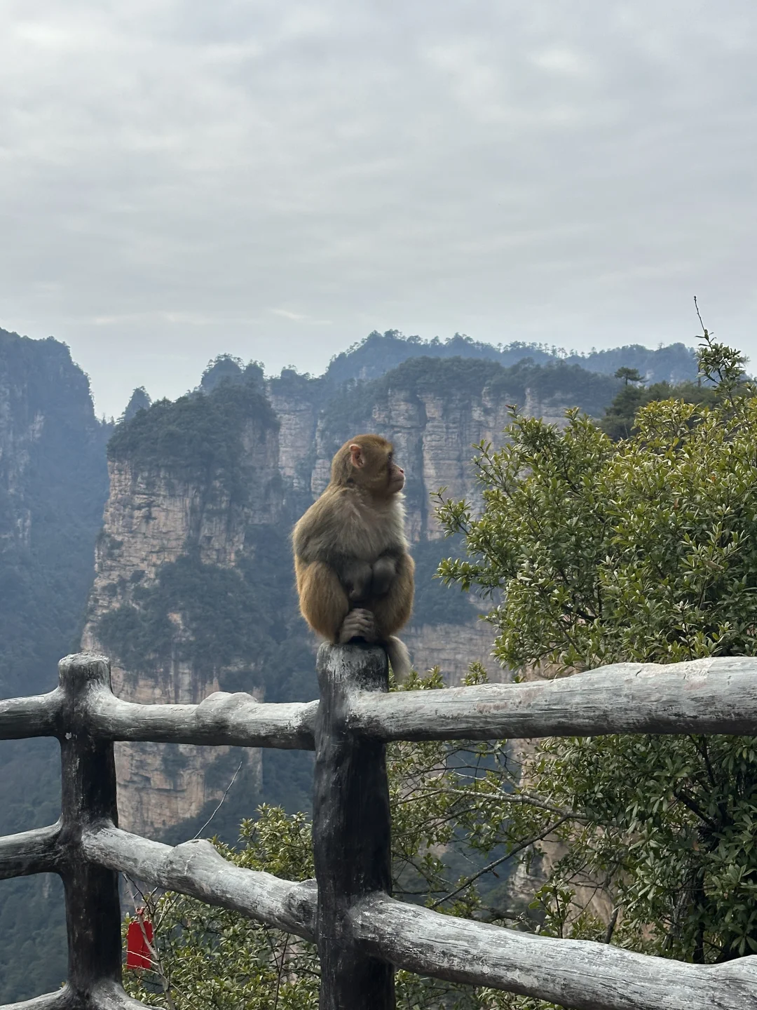 张家界的猕猴🐒