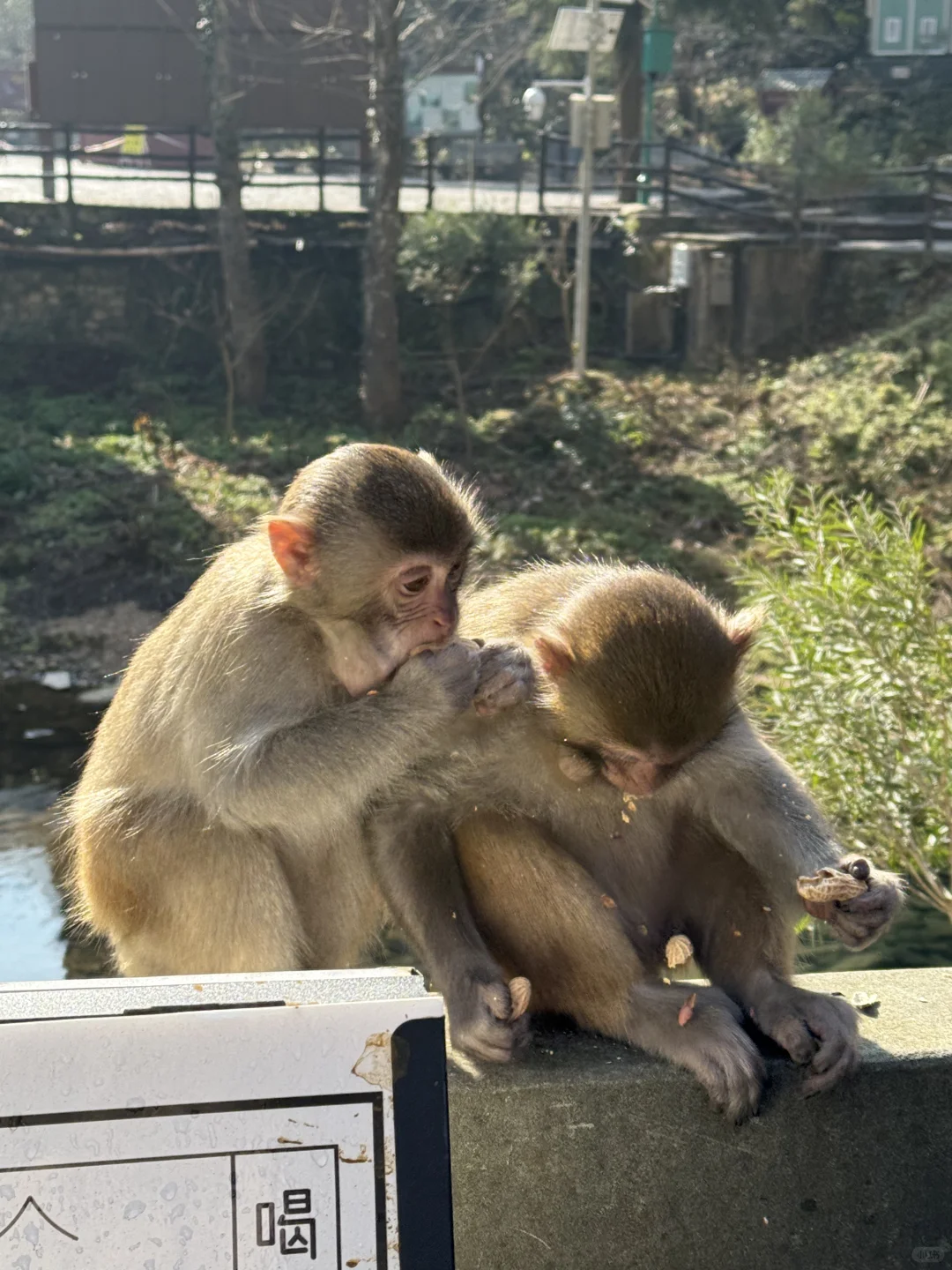 张家界的猴子抢东西一流