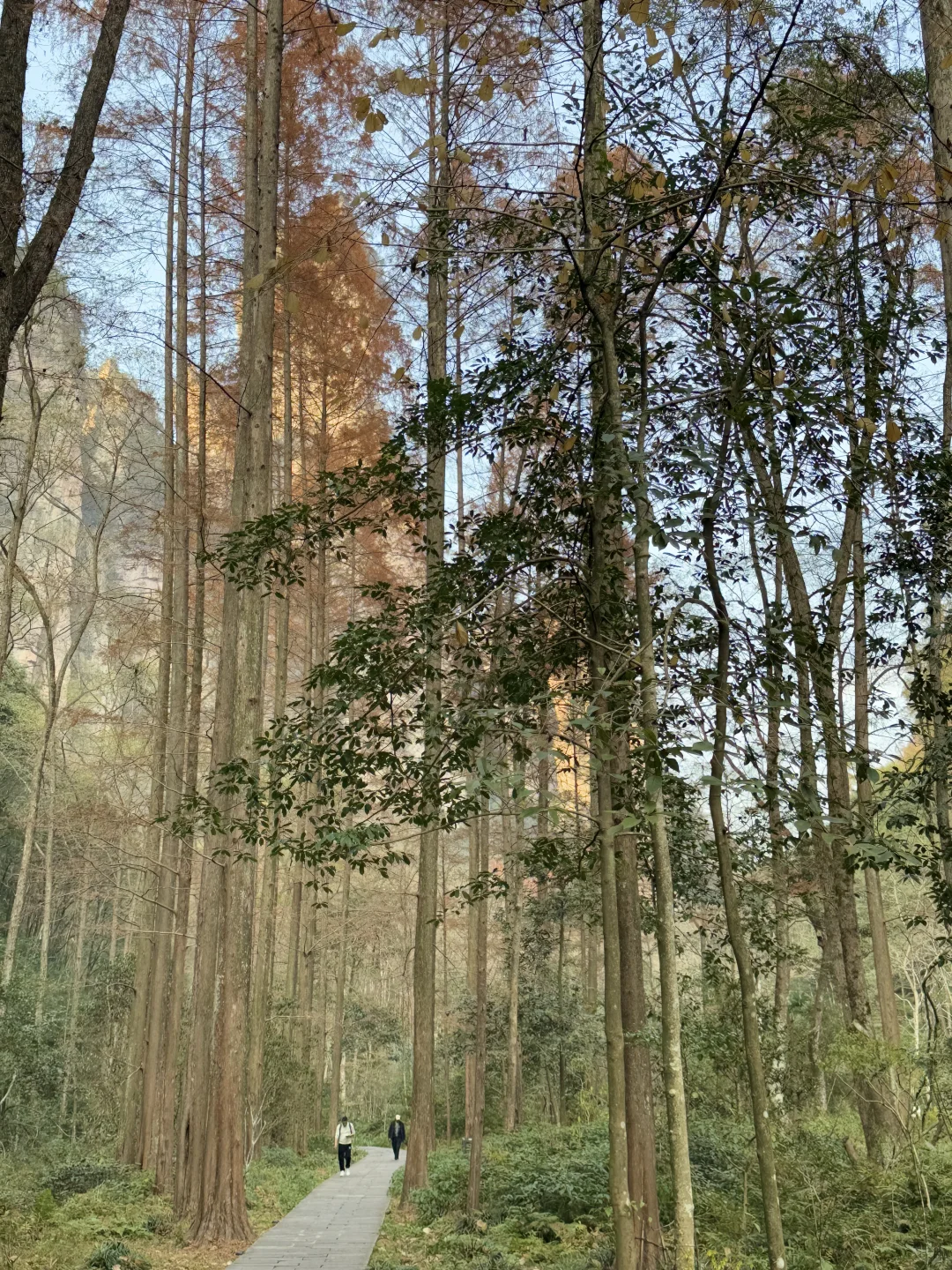 张家界，太美了！附精华攻略📖