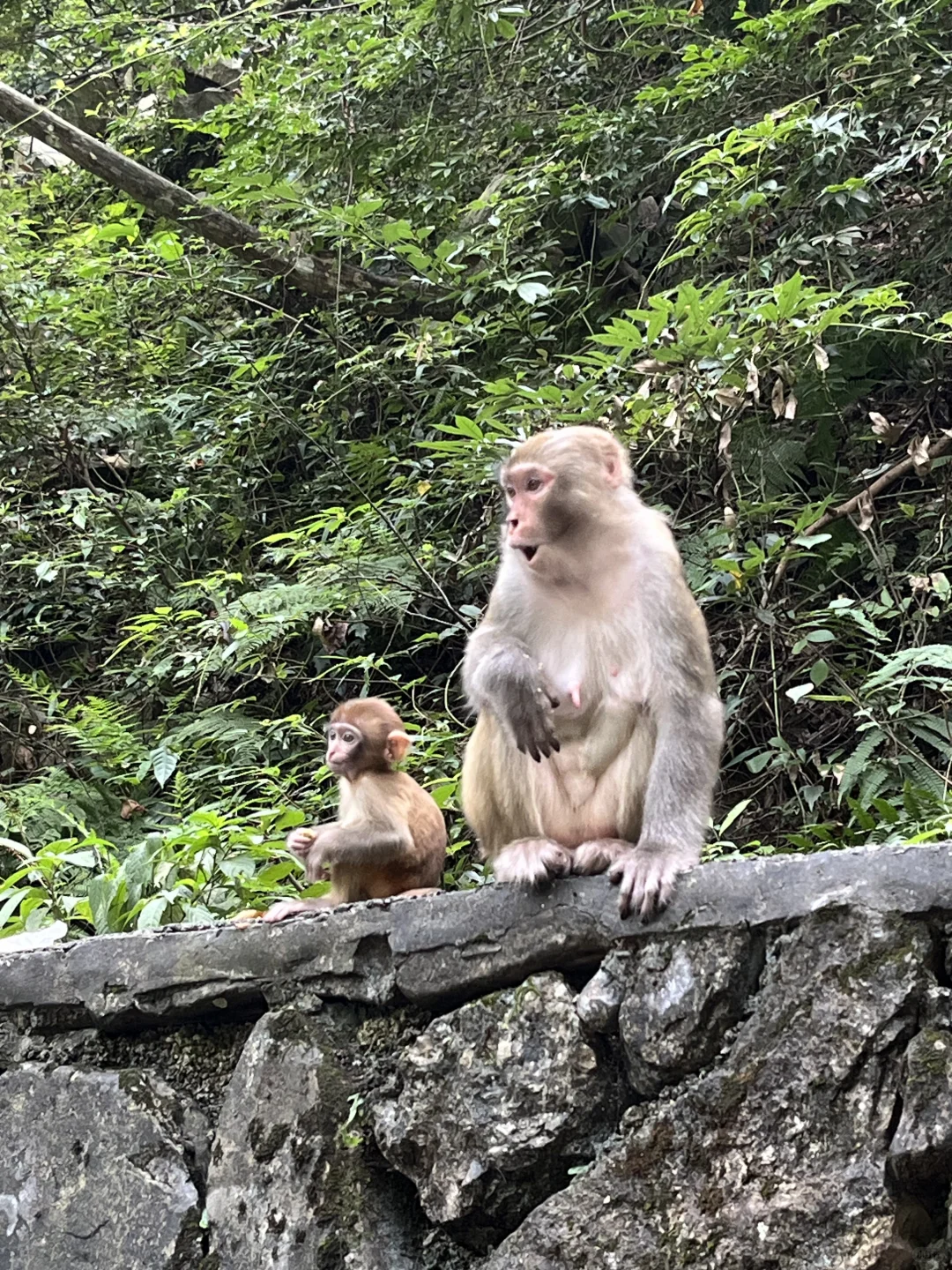 8.27张家界现状 ！近期去的姐妹小心...