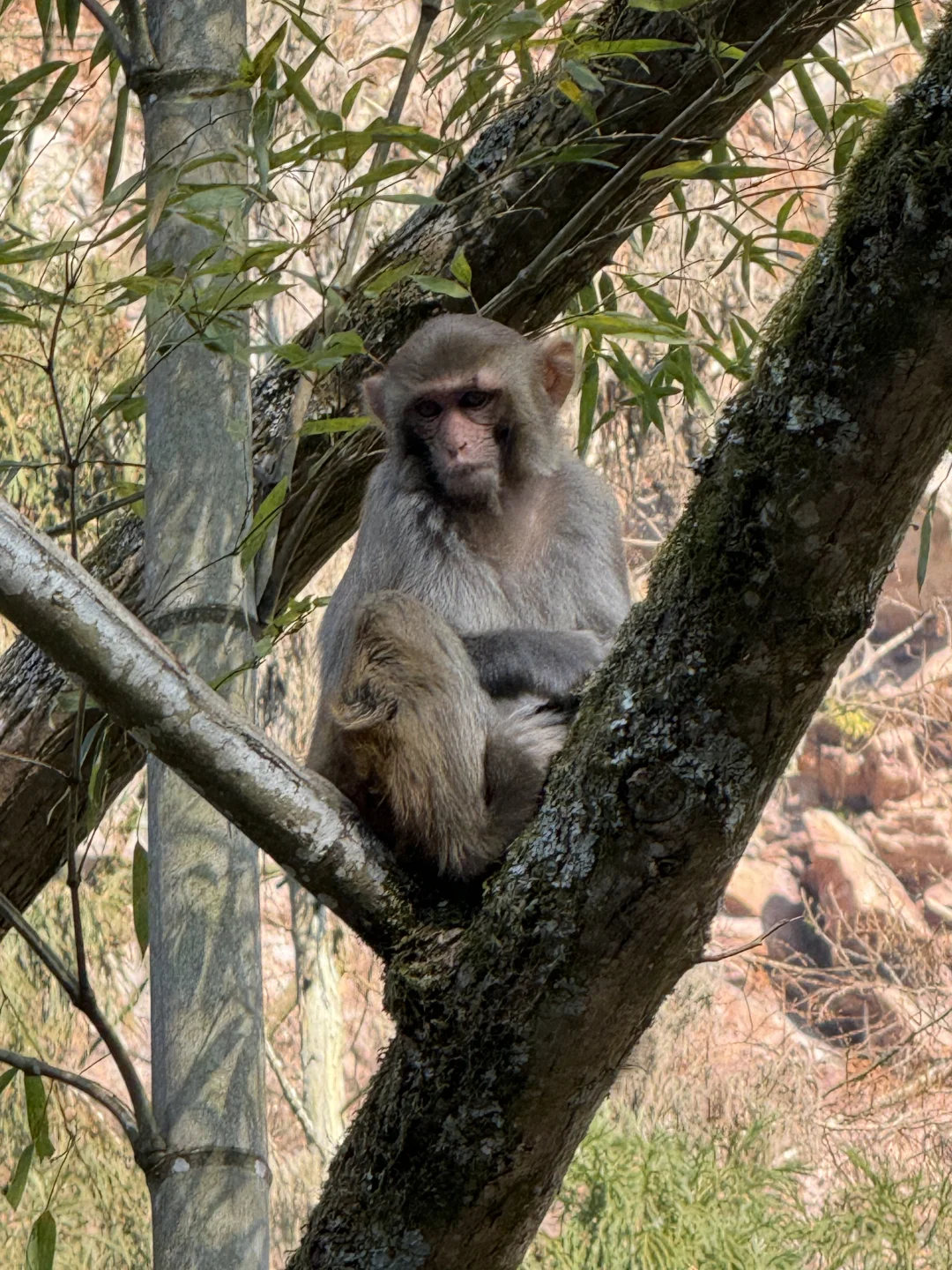 张家界的猴子抢东西一流