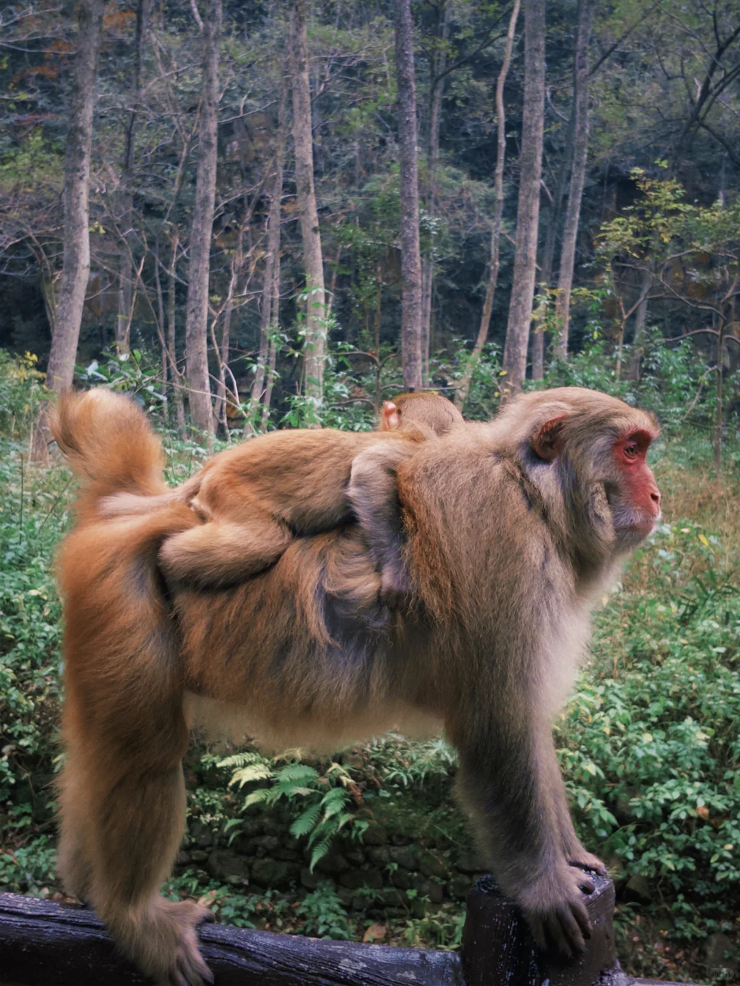 三天十万步畅游张家界