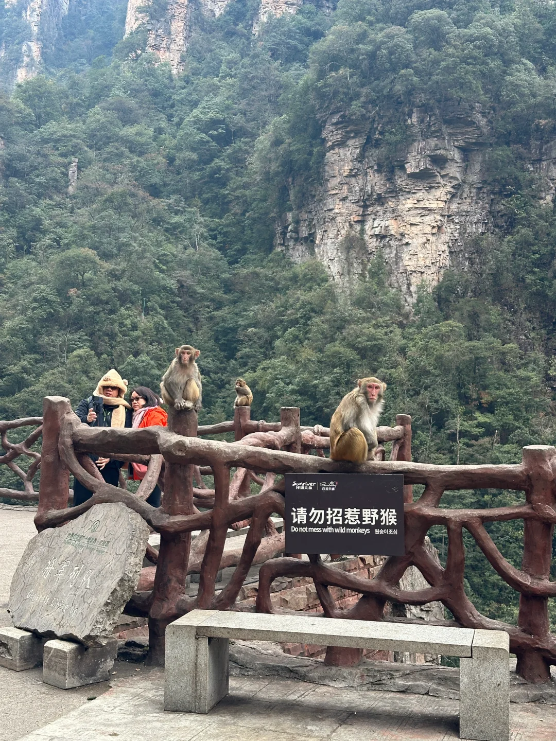 张家界的猕猴🐒