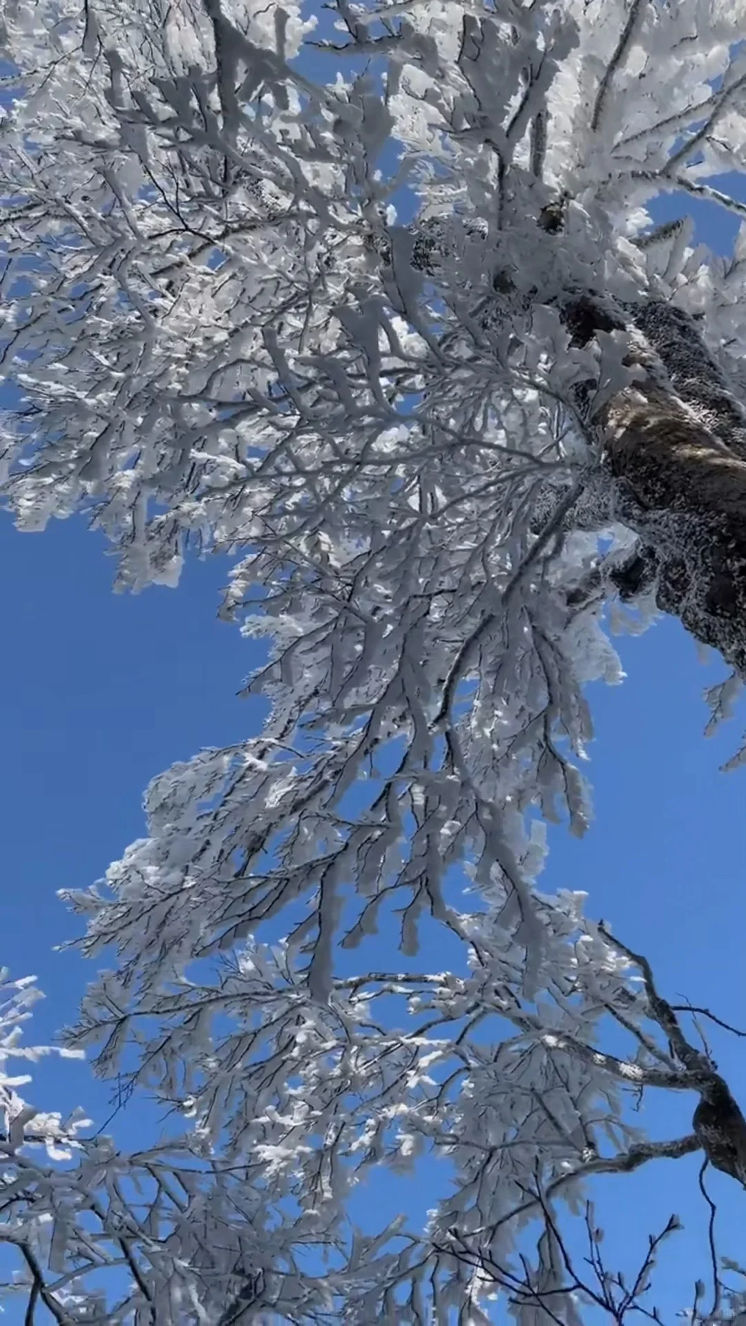 人生建议：冬天一定要去张家界看雪❄️