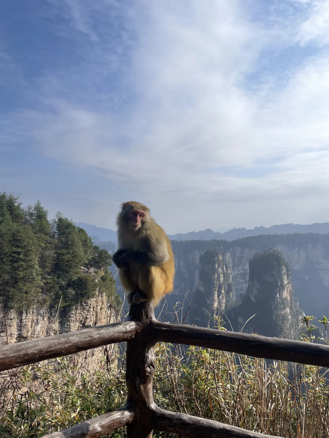 张家界3天2夜｜不想做攻略直接复制：）