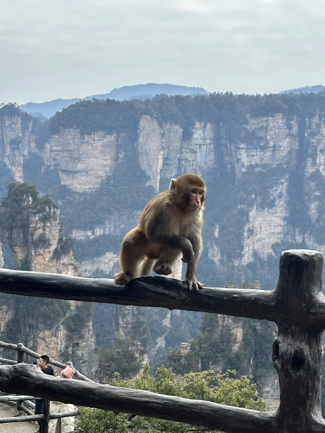 张家界的猕猴🐒
