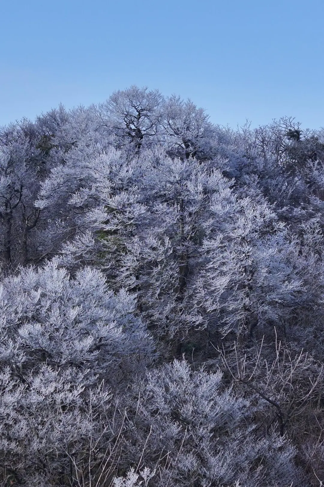 快看！天门山雾凇杀疯了