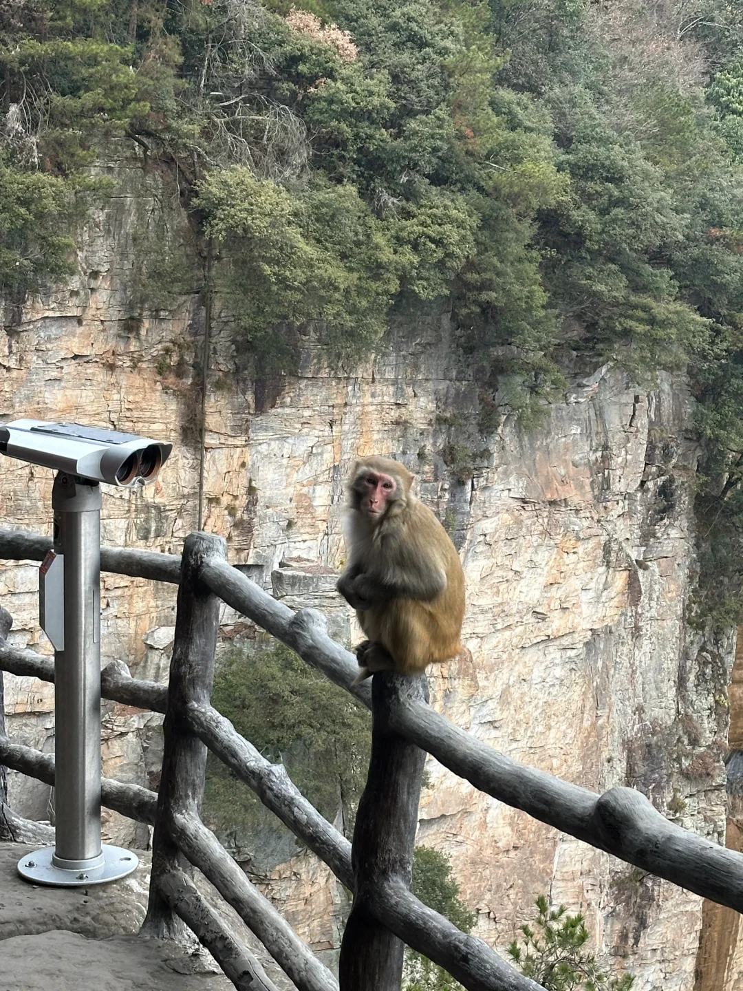 张家界的猕猴🐒
