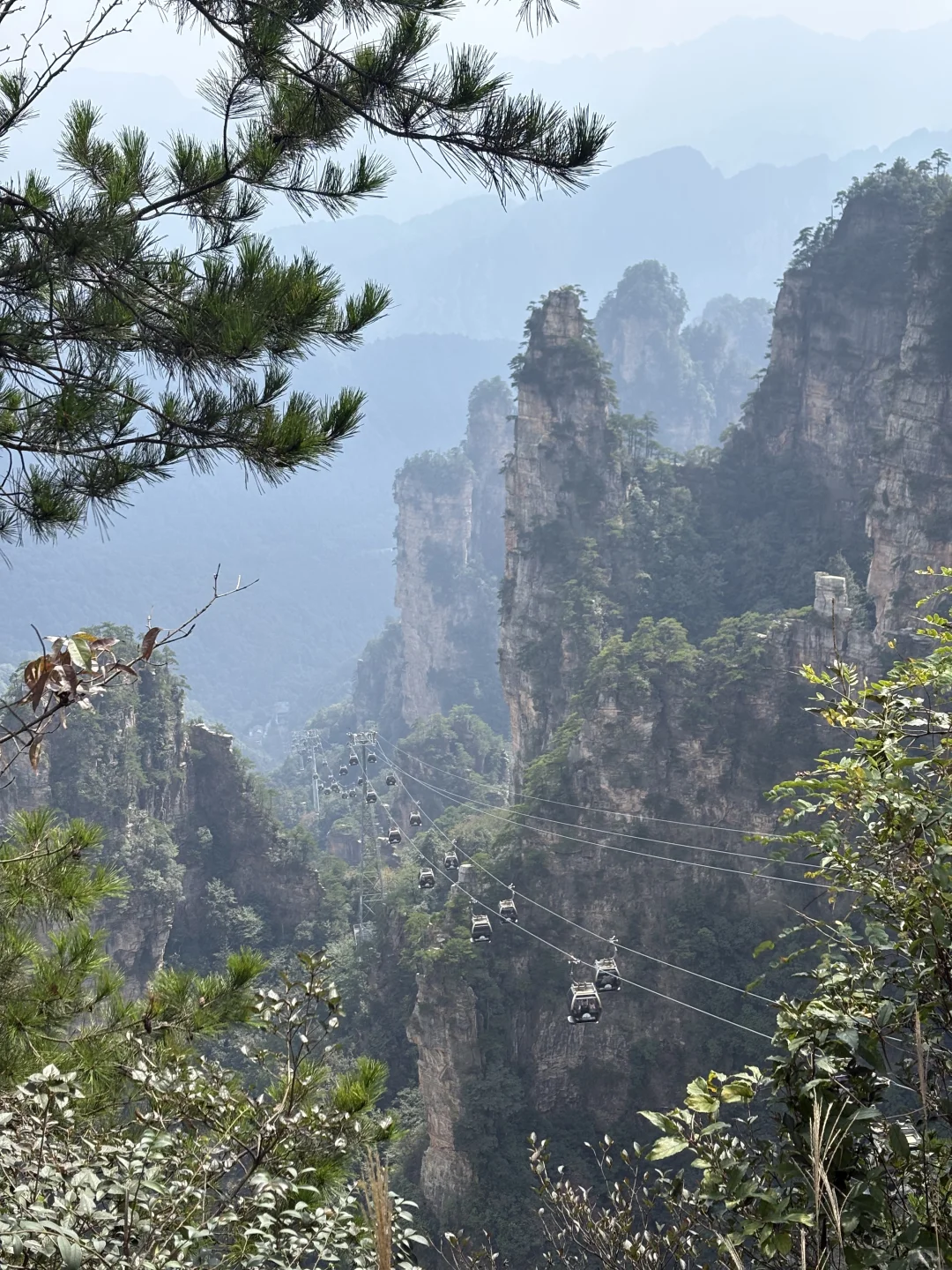我今天来看，张家界上果然长满了外国人