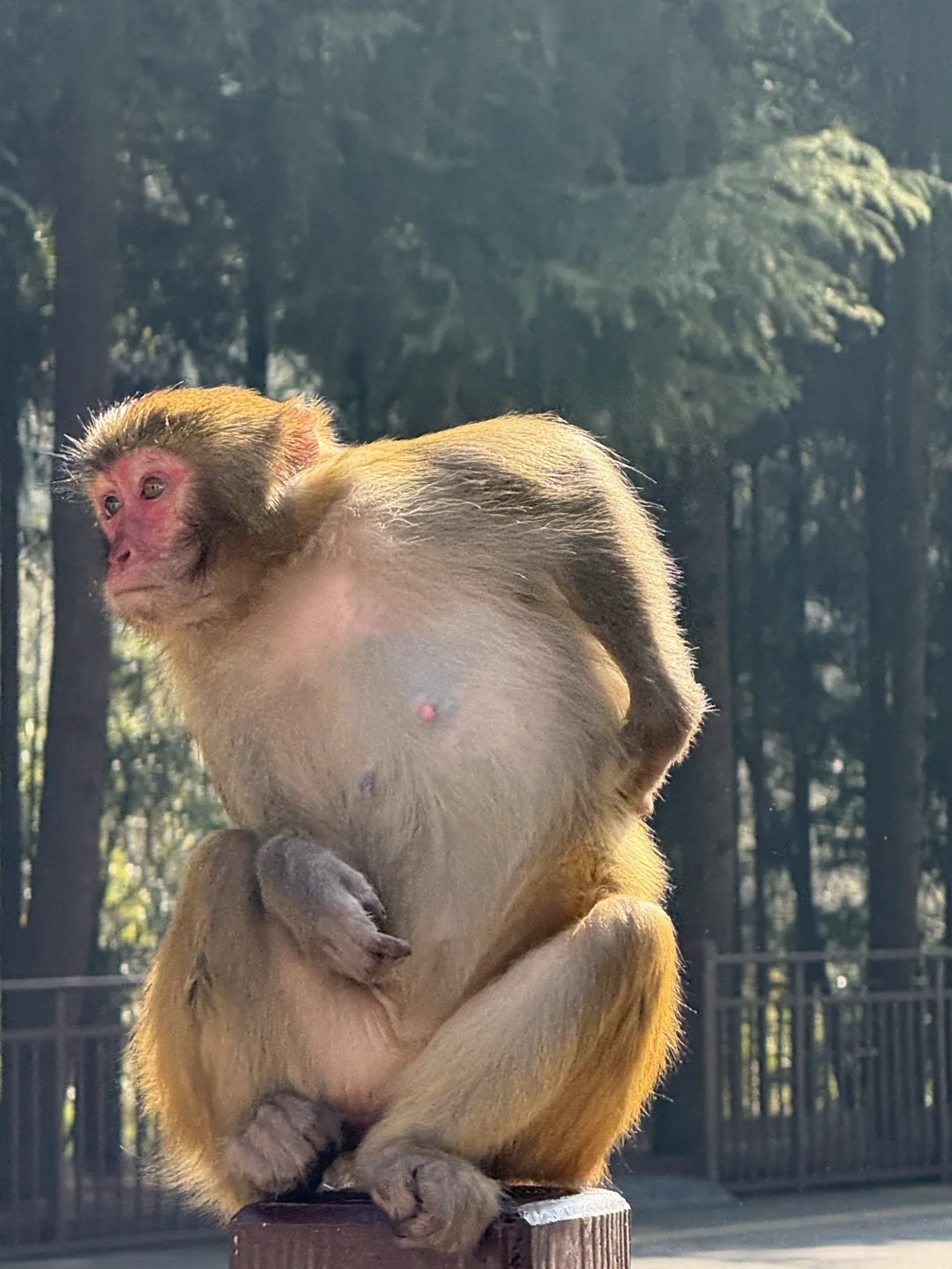 张家界的猴子抢东西一流