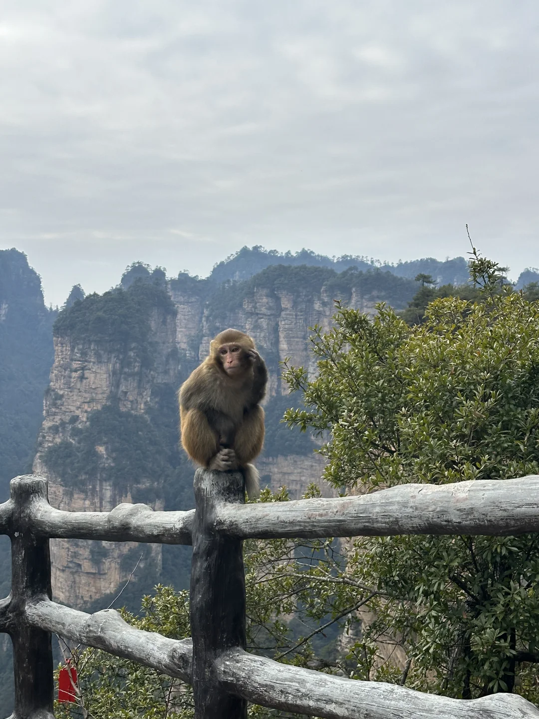 张家界的猕猴🐒