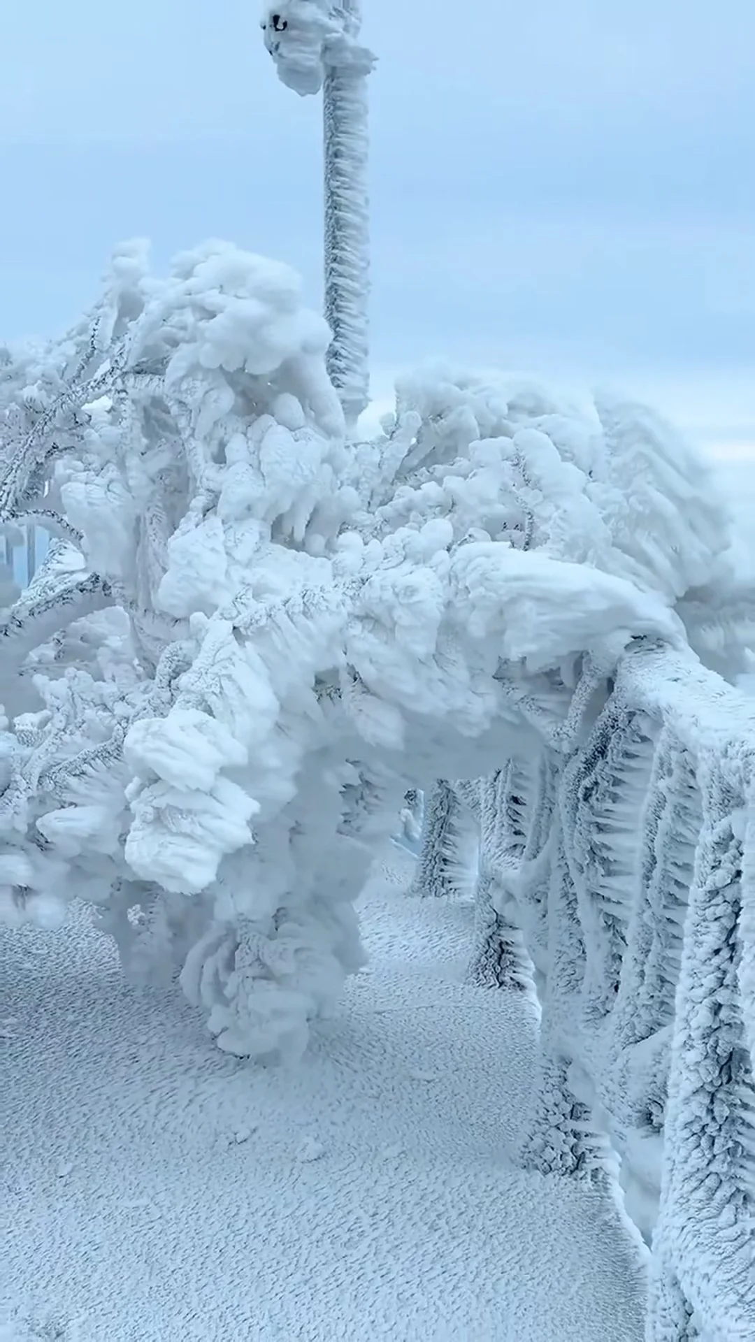 人生建议：冬天一定要去张家界看雪❄️