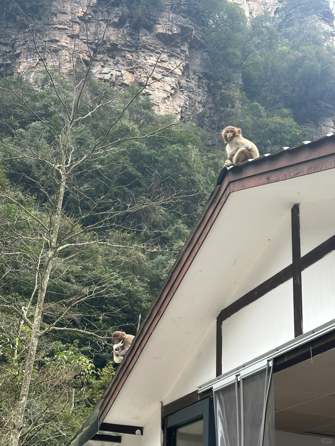 张家界的猕猴🐒