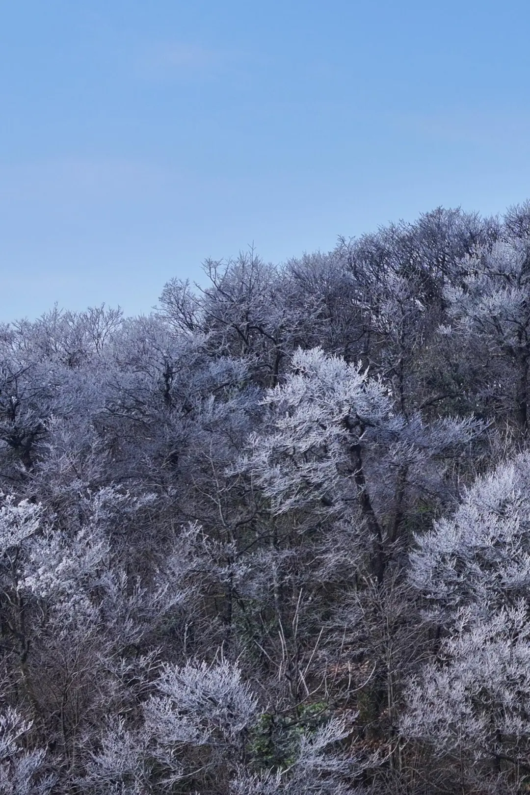 快看！天门山雾凇杀疯了
