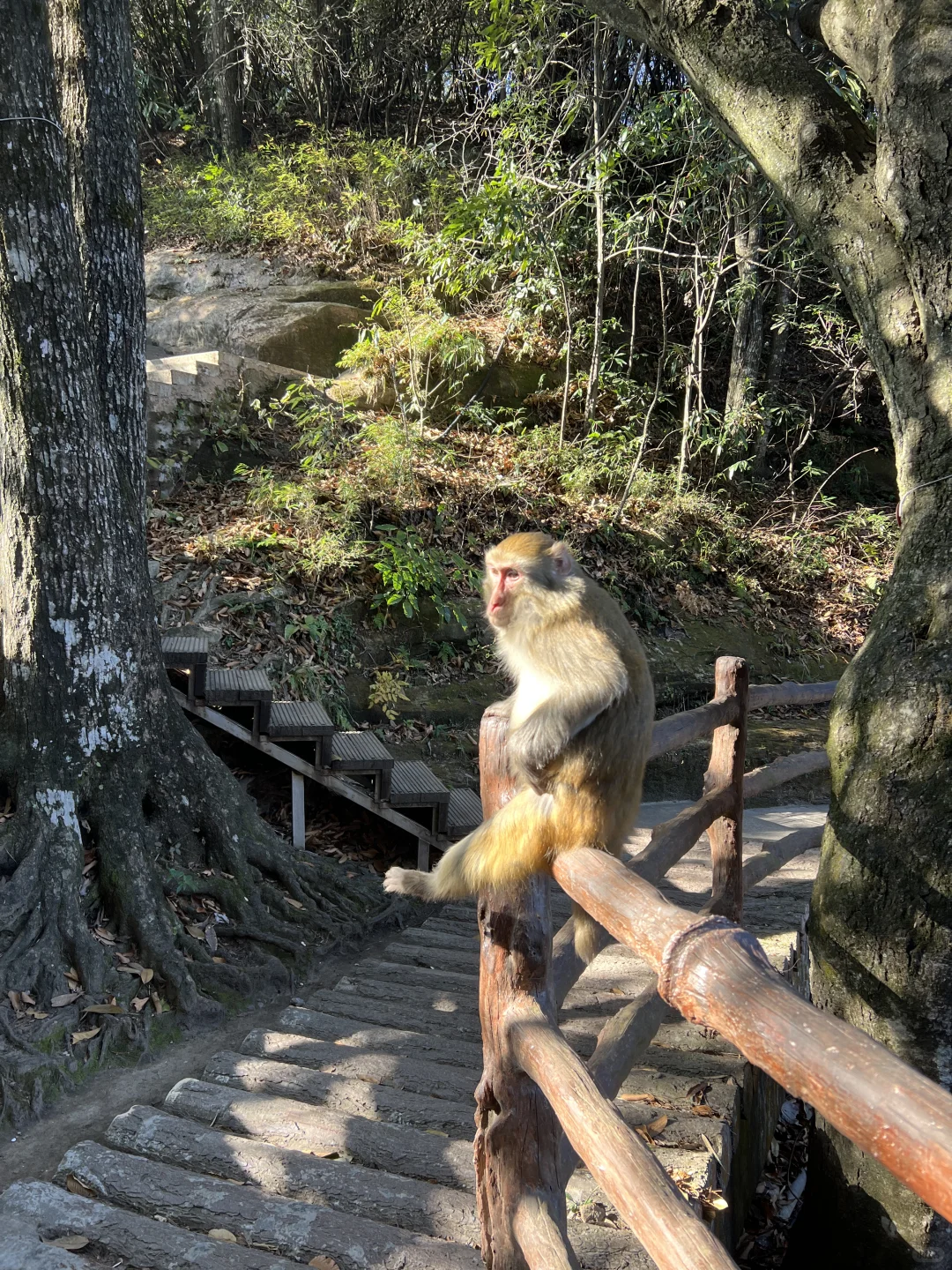 跟着🇨🇦向导2天逛遍张家界公园