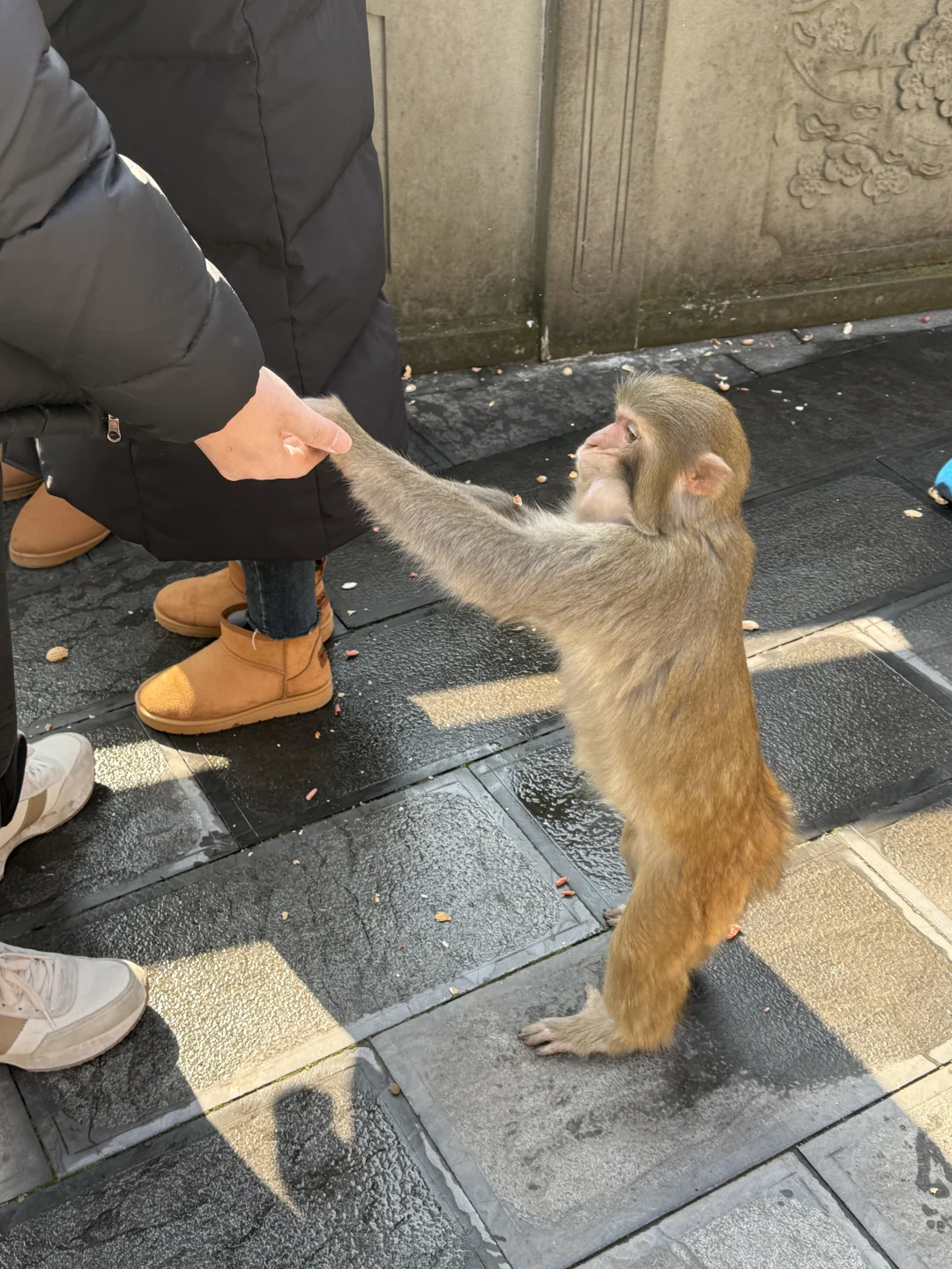 张家界的猴子抢东西一流