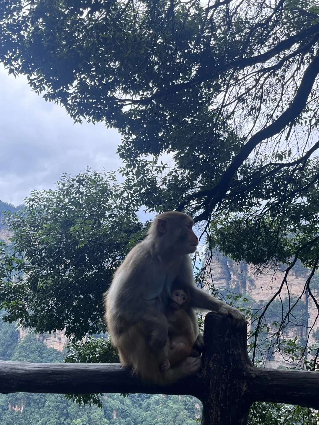 国庆张家界森林公园新皮肤