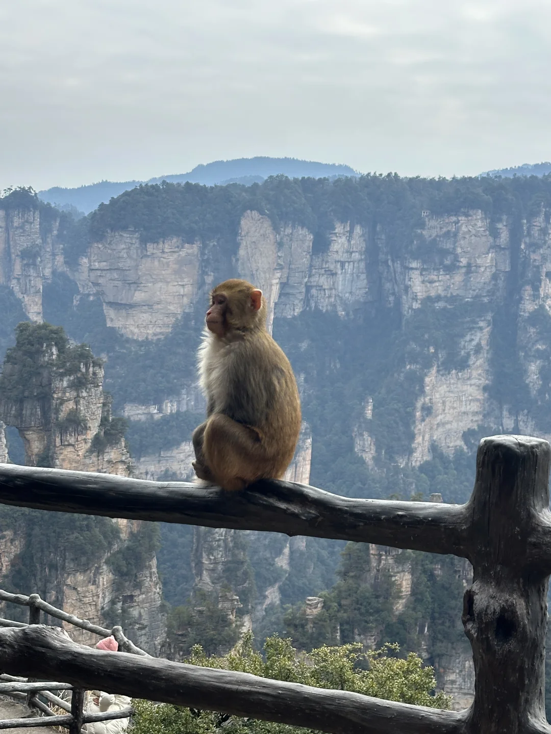 张家界的猕猴🐒