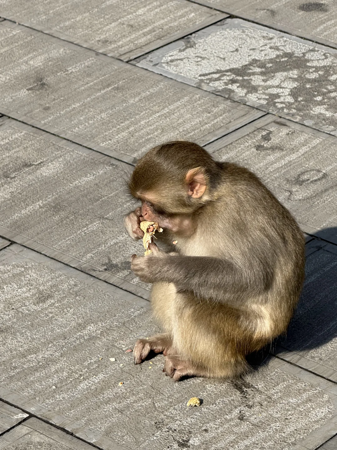 张家界的猴子抢东西一流