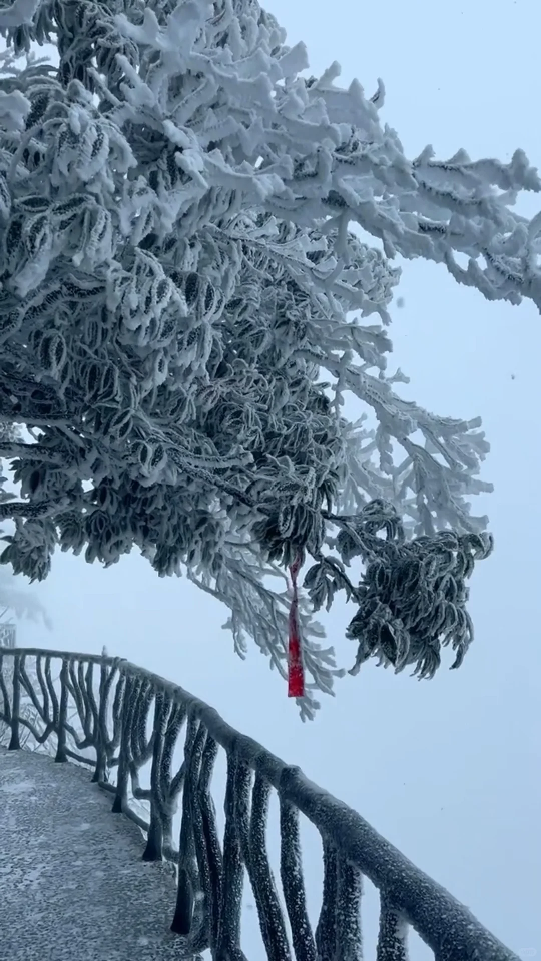 人生建议：冬天一定要去张家界看雪❄️