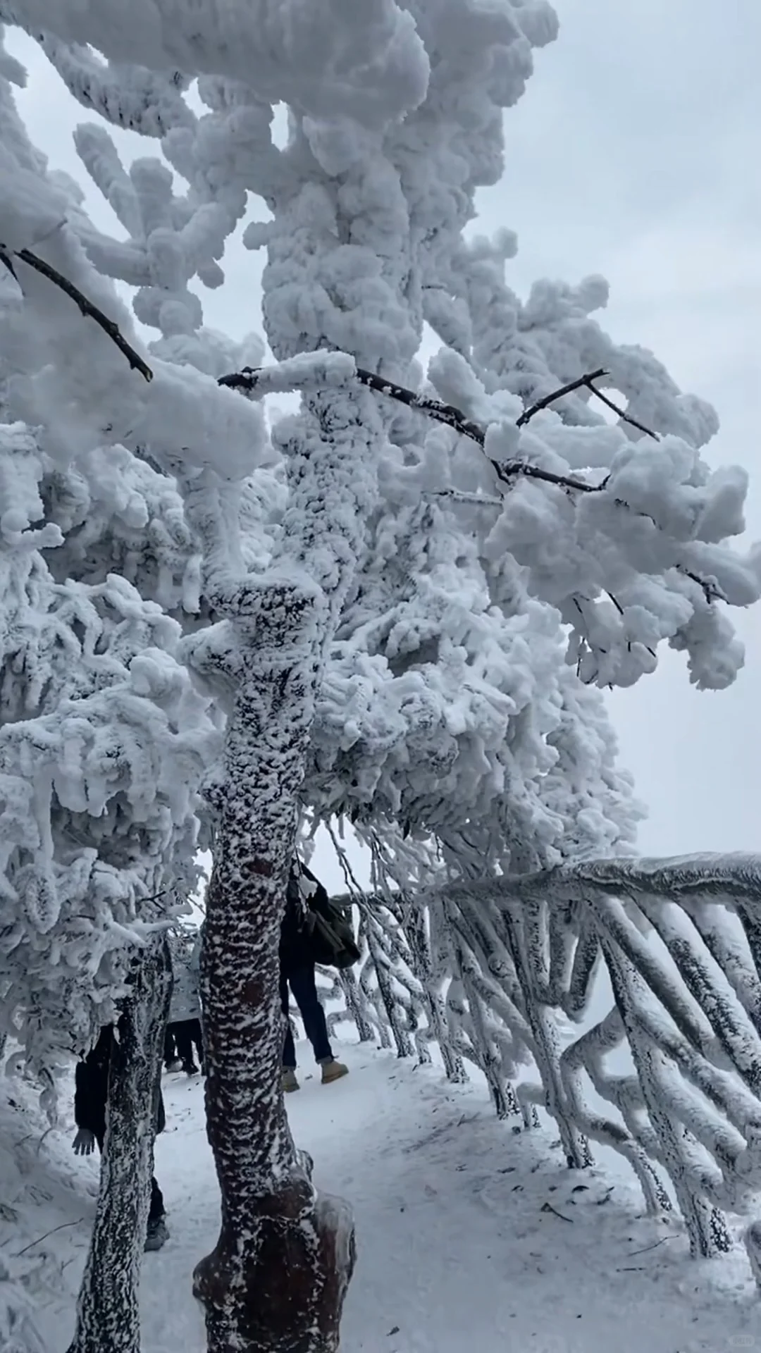 人生建议：冬天一定要去张家界看雪❄️