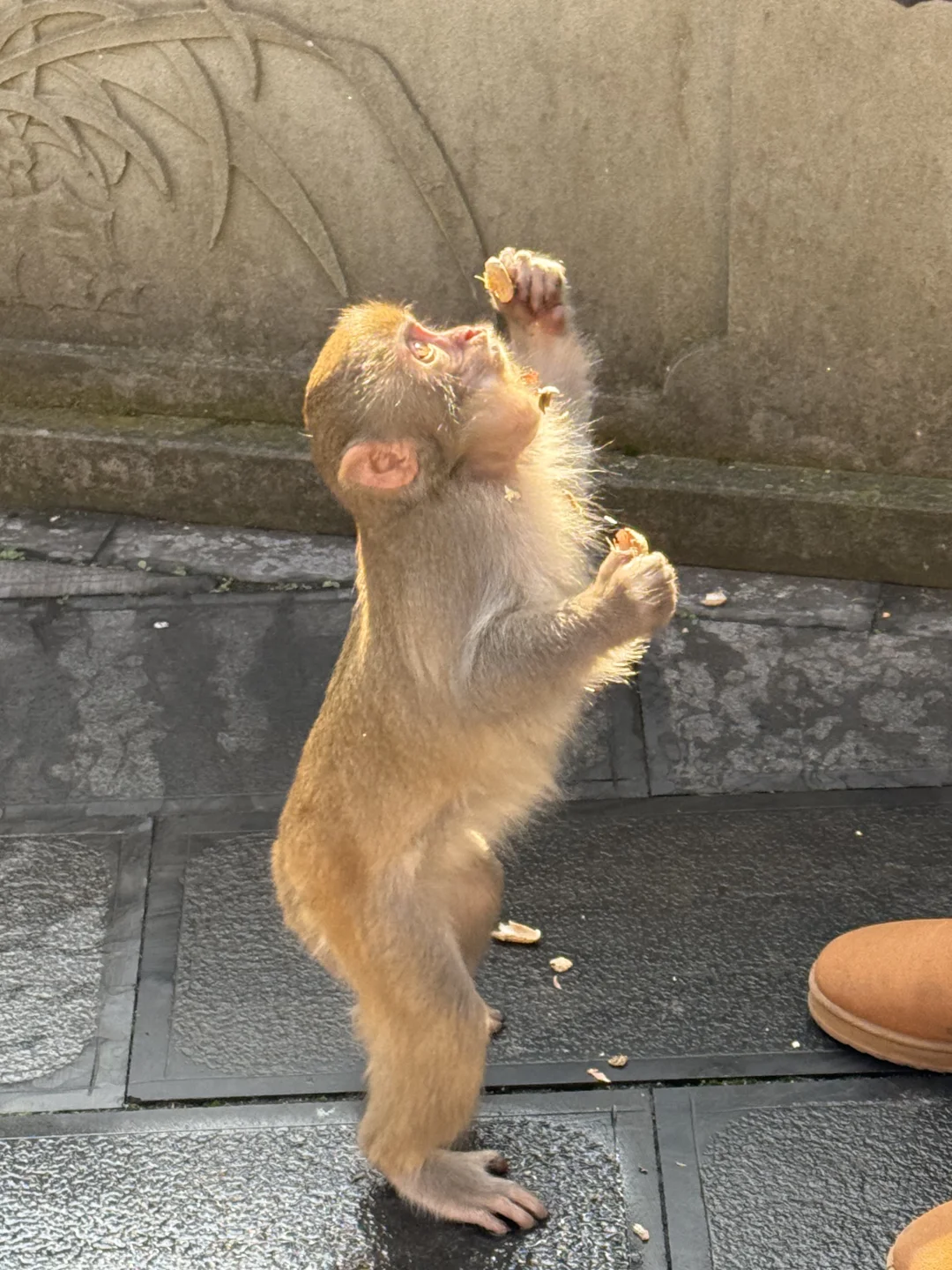 张家界的猴子抢东西一流