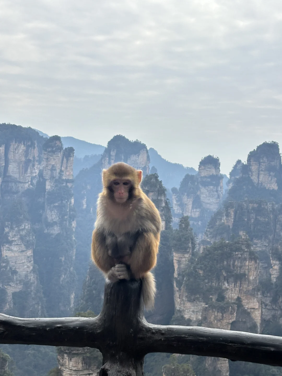 张家界的猕猴🐒