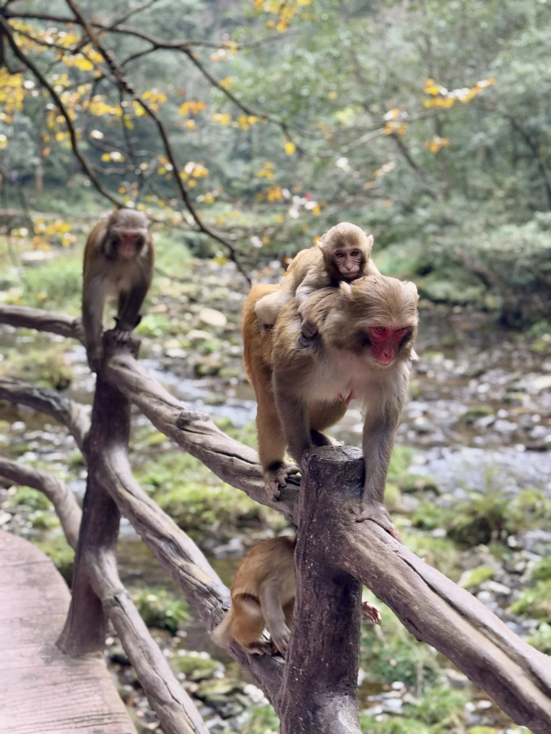 张家界，太美了！附精华攻略📖