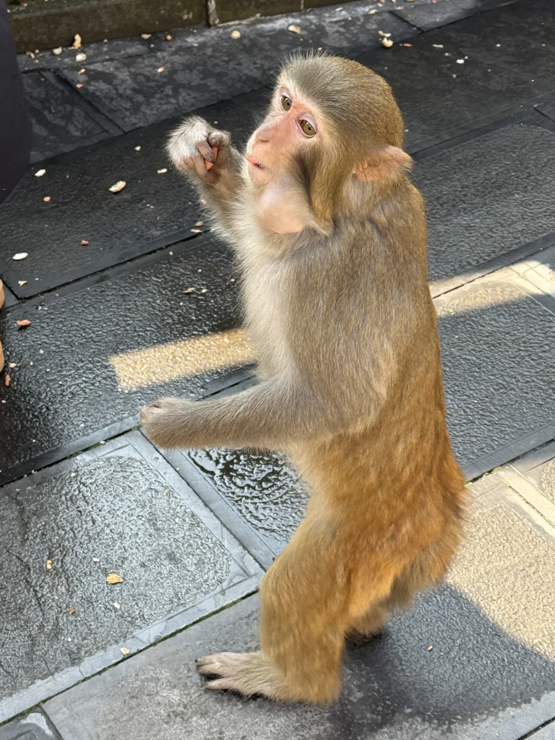 张家界的猴子抢东西一流
