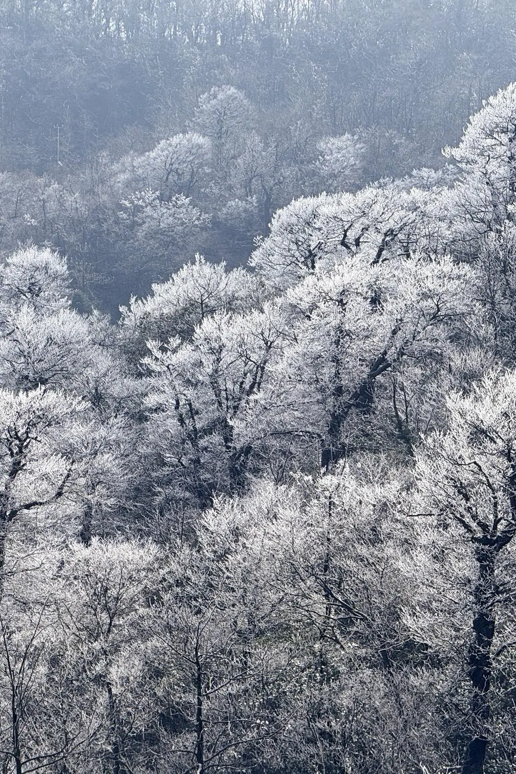 快看！天门山雾凇杀疯了