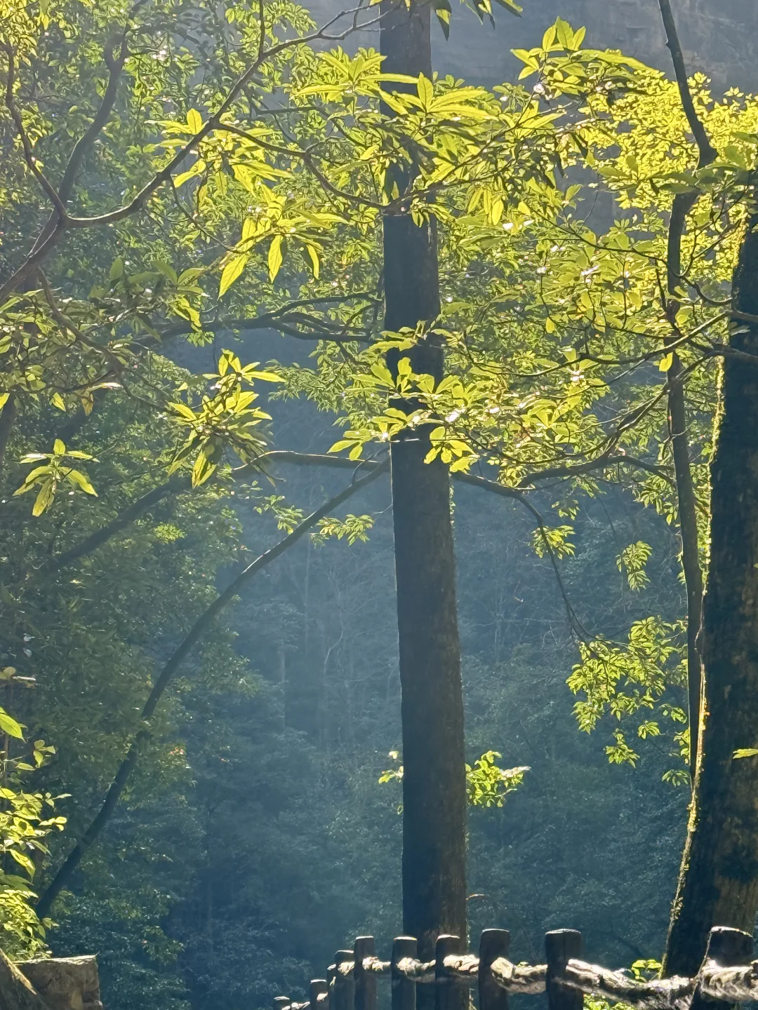 淡季张家界人少，无坑