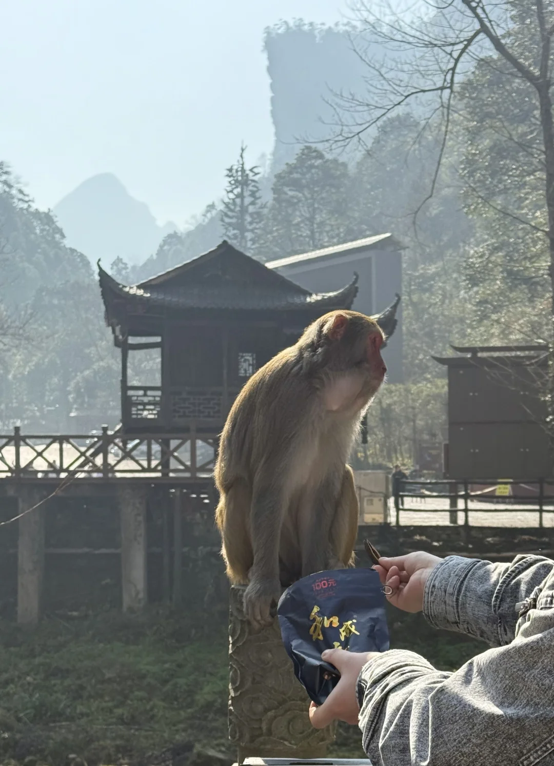 张家界的猴子抢东西一流