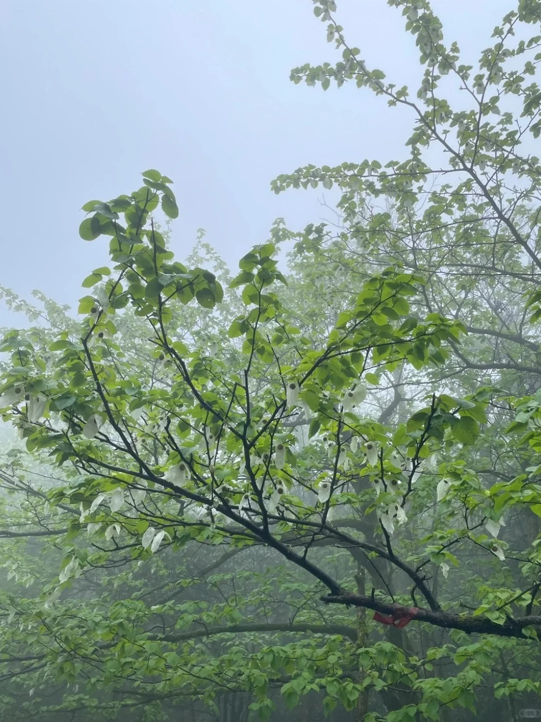 五一已回，张家界出行随便问！（避雷版）