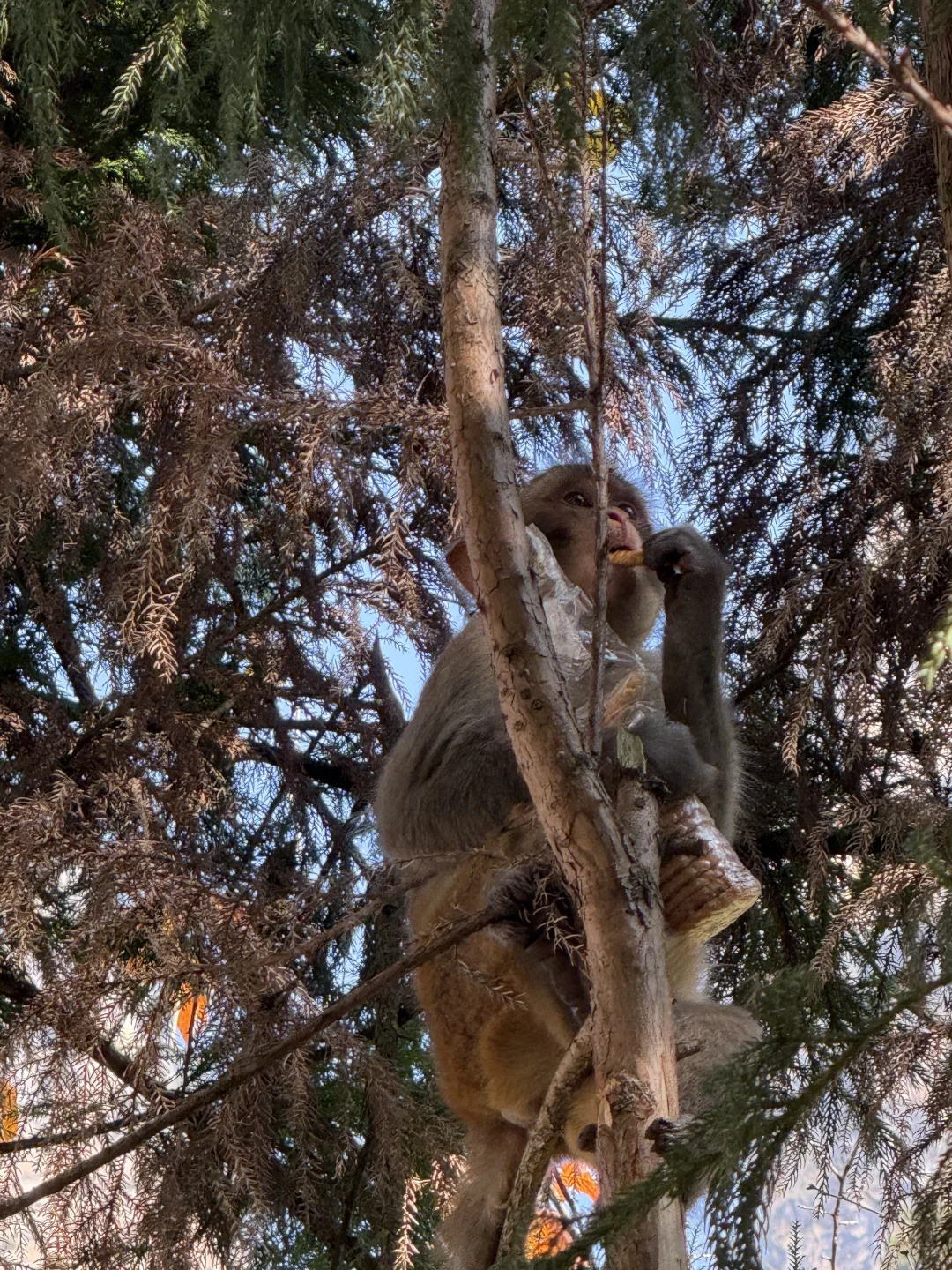 张家界的猴子抢东西一流