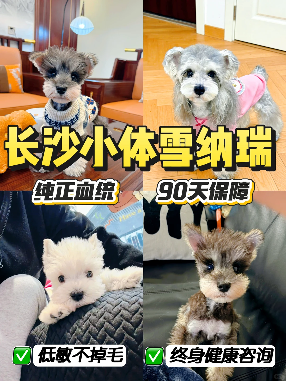 长沙2000平犬舍 | 100多种狗狗任选