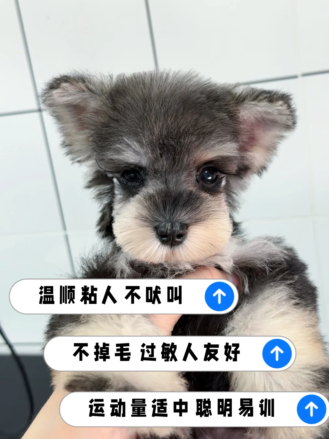 长沙2000平犬舍 | 100多种狗狗任选