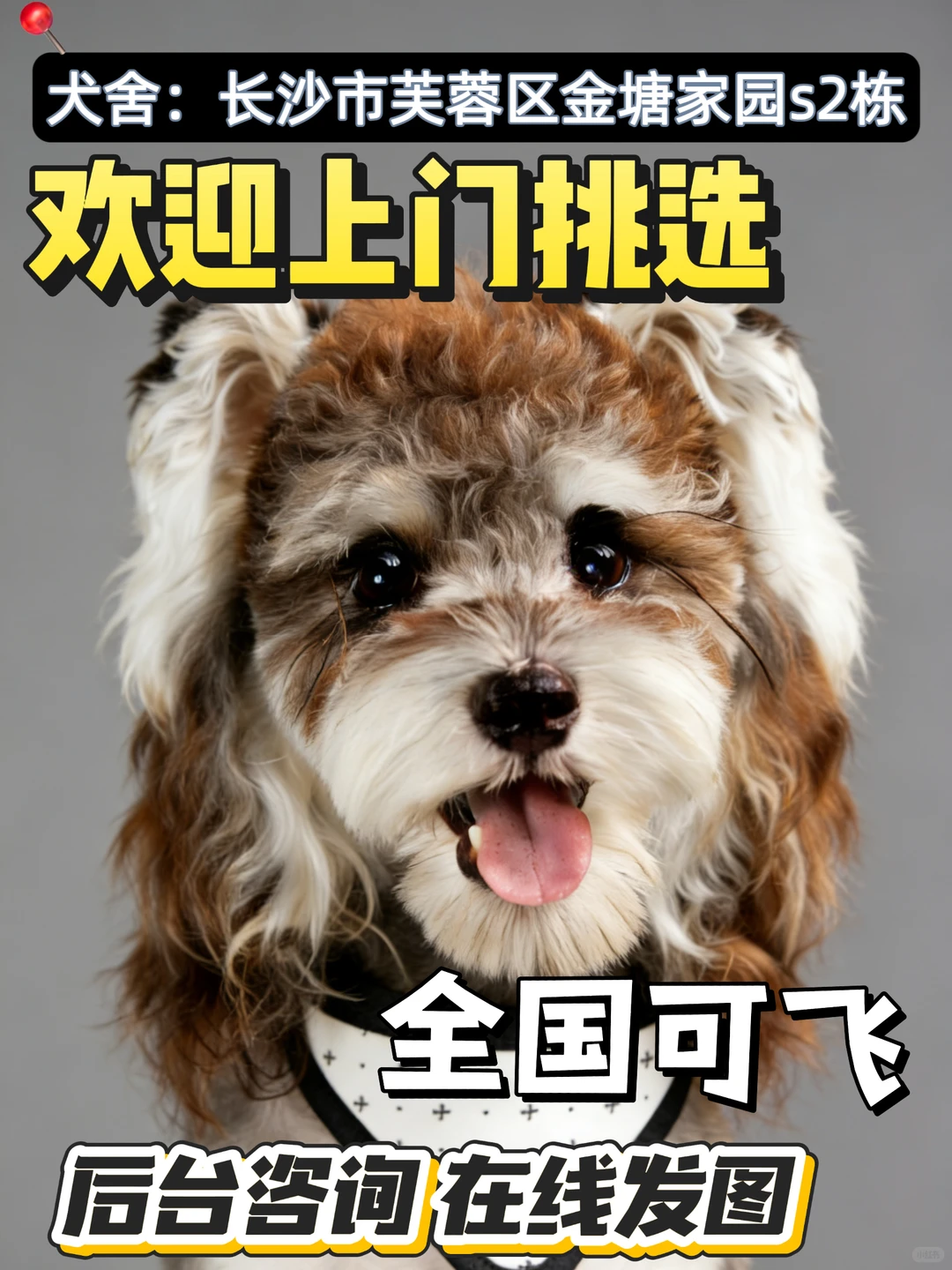 长沙2000平犬舍 | 100多种狗狗任选